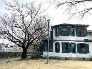 山手イタリア山庭園桜開花情報【3/7】