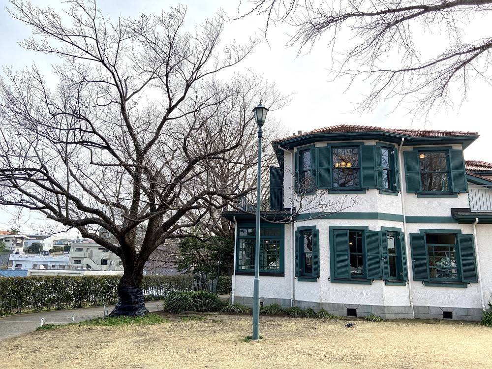 山手イタリア山庭園桜開花情報【3/7】の写真