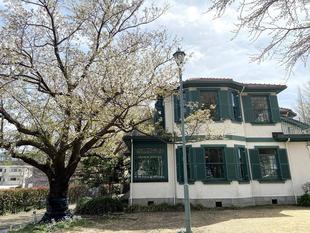 山手イタリア山庭園桜開花情報【3/29】