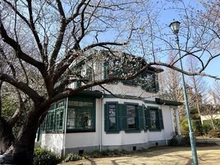 山手イタリア山庭園桜開花情報【3/19】