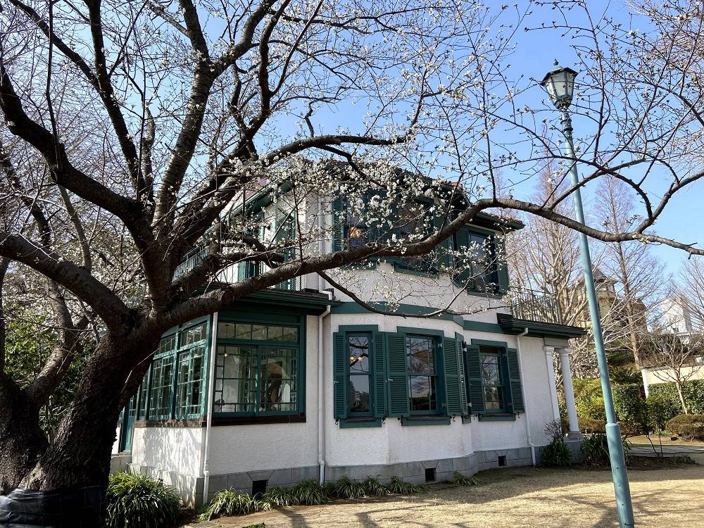 山手イタリア山庭園桜開花情報【3/19】の写真
