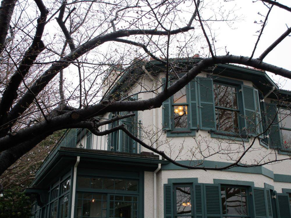 山手イタリア山庭園桜開花情報【3/13】の写真