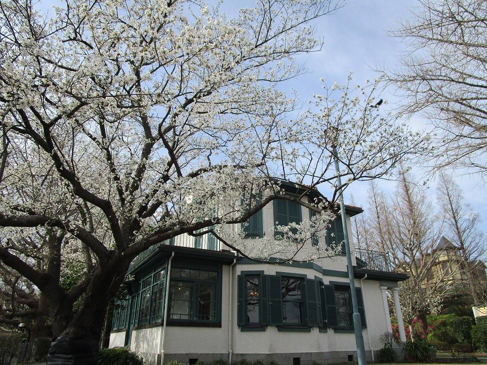  山手イタリア山庭園桜開花情報【3/23】の写真