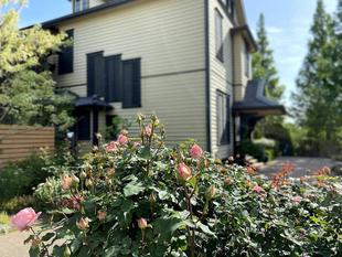 バラが咲き始めています。