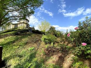 牡丹が咲き始めました。