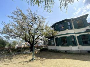 山手イタリア山庭園桜開花情報【4/1】