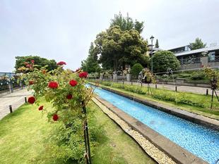 ハンギングバスケットコンテスト