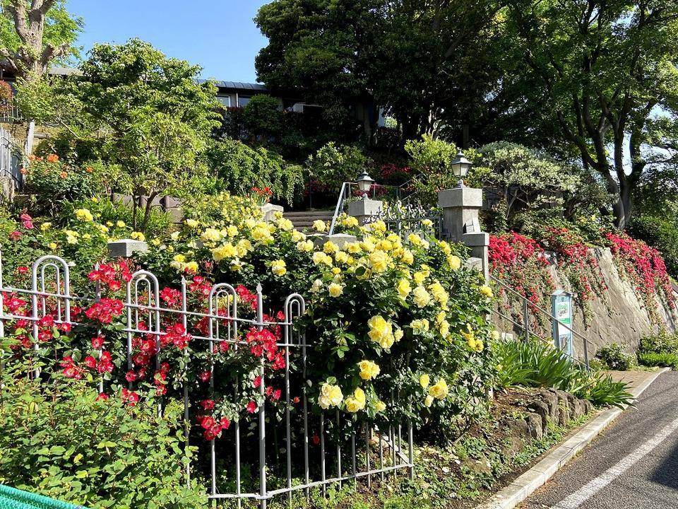 大丸谷坂のツルバラの写真