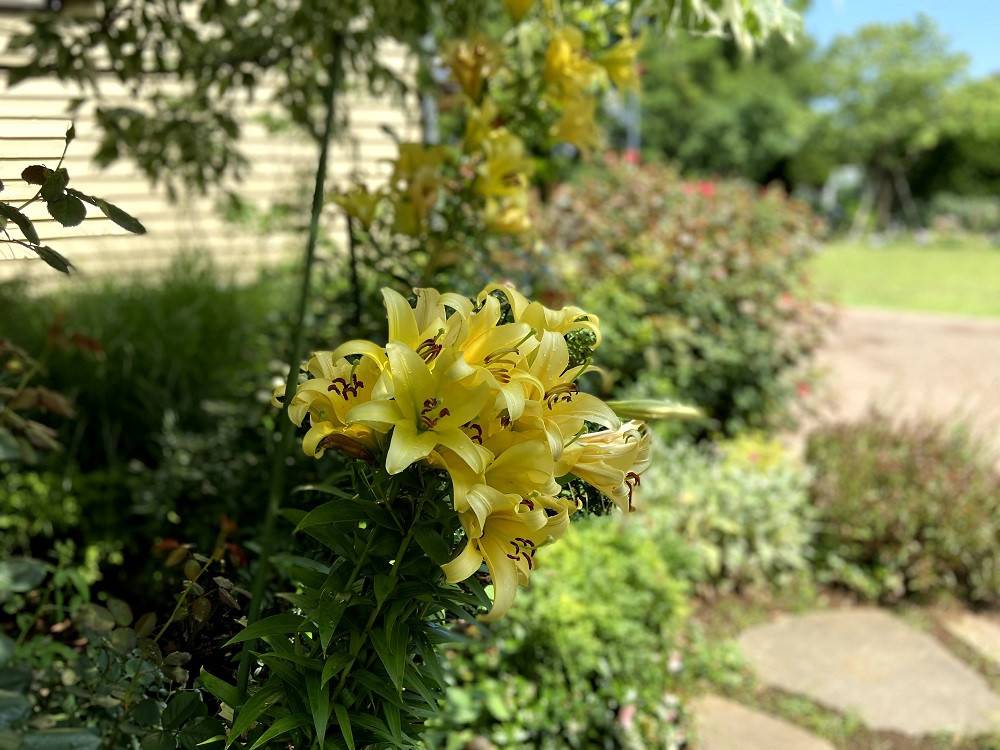庭園のお花の写真