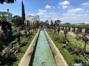 暑い日差しの中のバラ