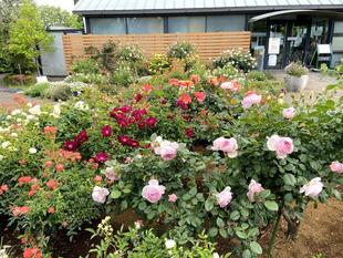 バラのお手入れ