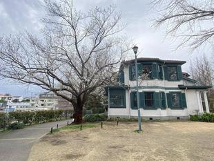 山手イタリア山庭園桜開花情報【3/26】