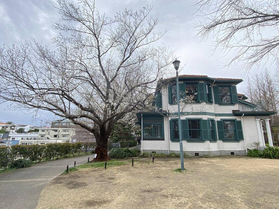 山手イタリア山庭園桜開花情報【3/26】の写真