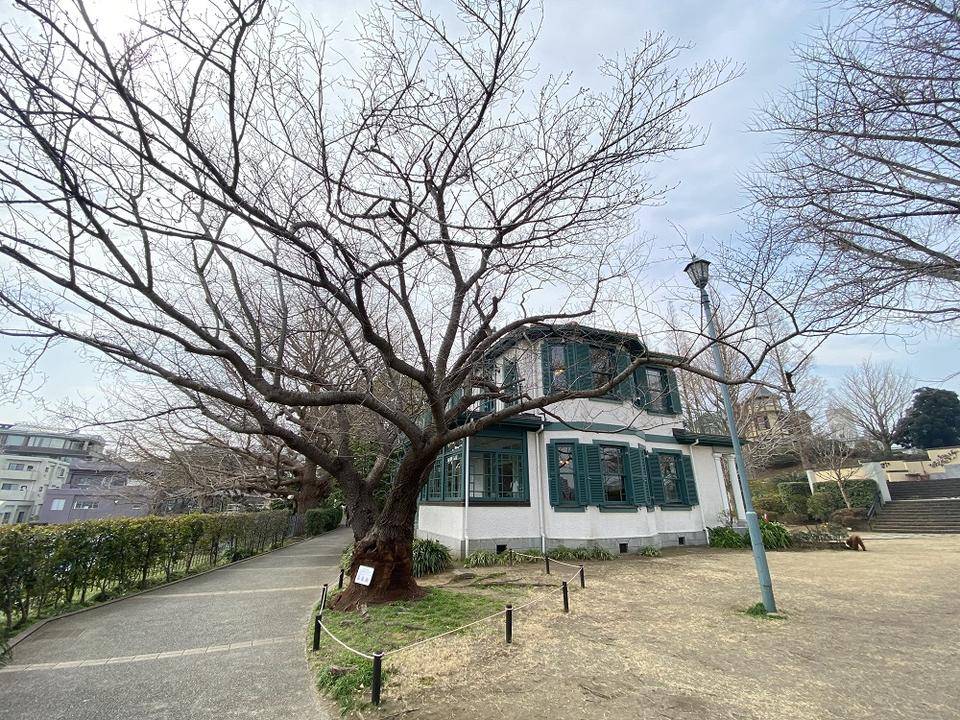 山手イタリア山庭園桜開花情報【3/13】の写真
