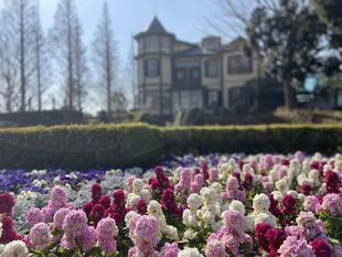 クリスマスローズ