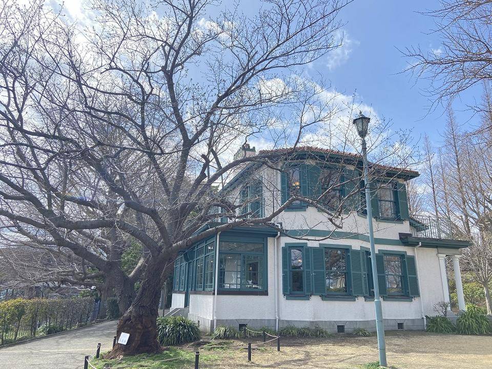 山手イタリア山庭園桜開花情報【3/20】の写真