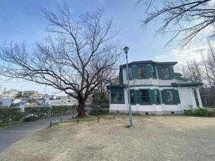 山手イタリア山庭園桜開花情報【3/18】