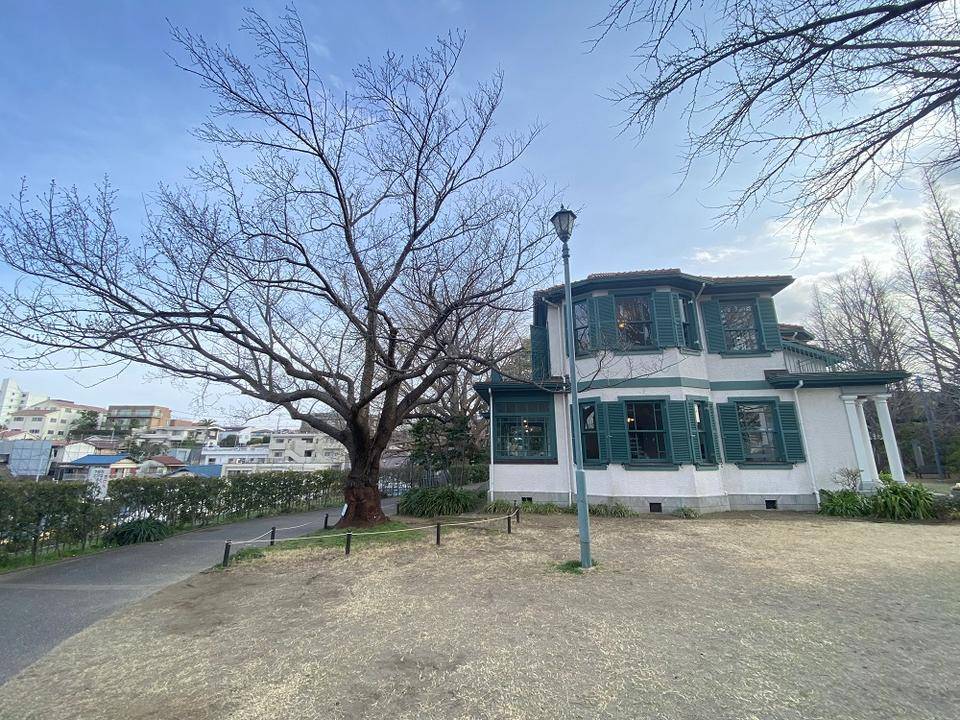 山手イタリア山庭園桜開花情報【3/18】の写真