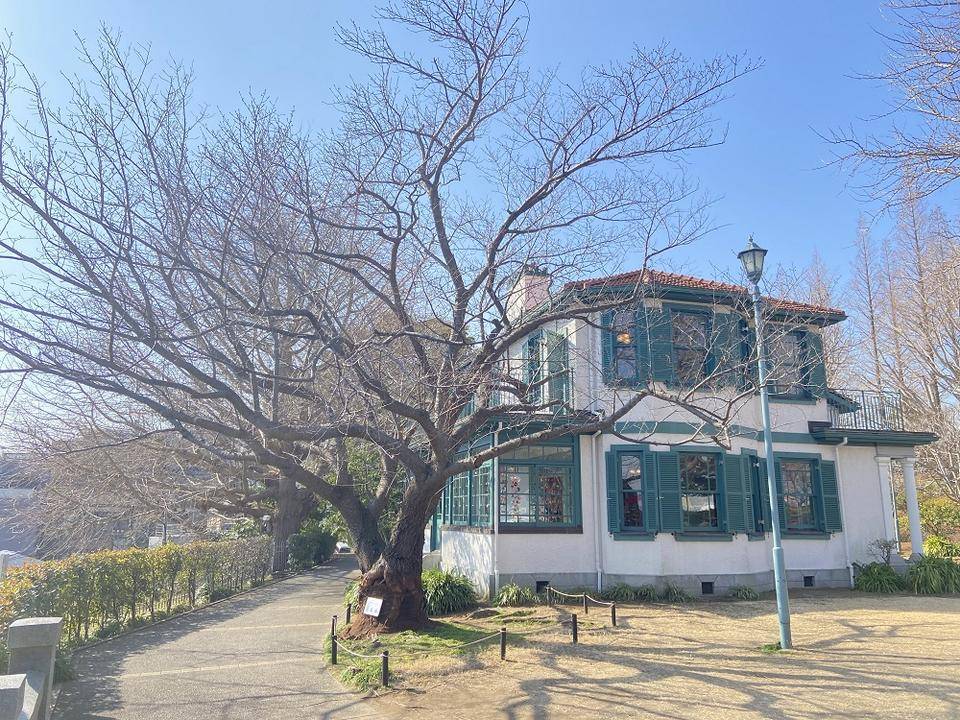 山手イタリア山庭園桜開花情報【3/5】の写真