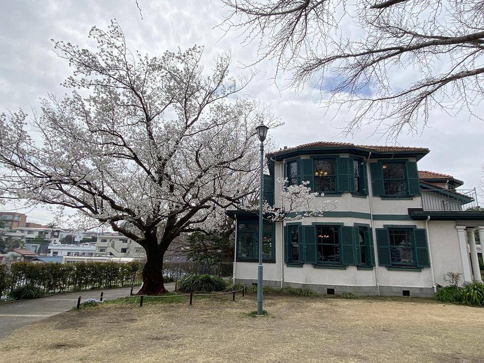 山手イタリア山庭園桜開花情報【3/30】の写真