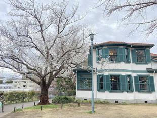 山手イタリア山庭園桜開花情報【3/27】