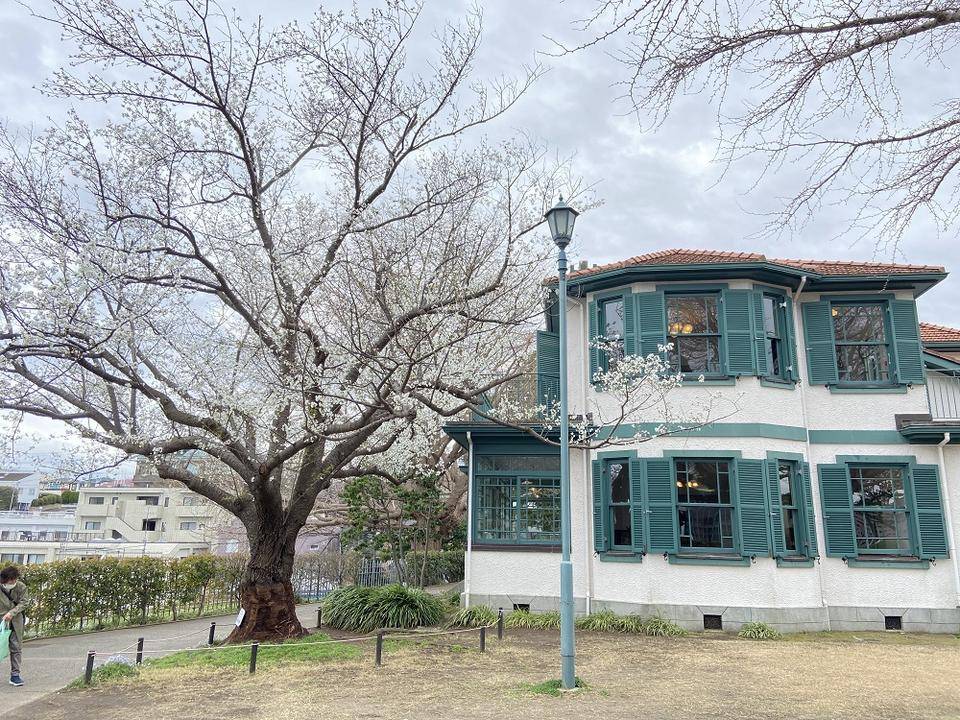 山手イタリア山庭園桜開花情報【3/27】の写真