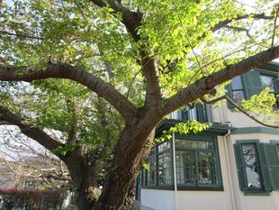 山手イタリア庭園桜開花情報【2022年4月11日】