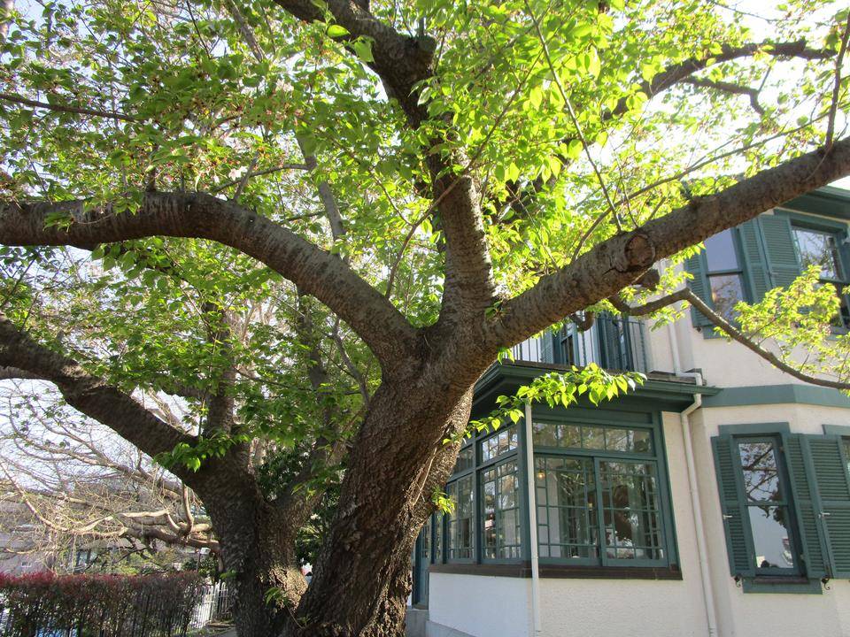 山手イタリア庭園桜開花情報【2022年4月11日】の写真