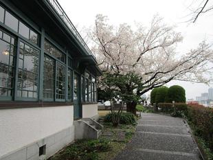 山手イタリア山庭園 桜開花情報【3/30】