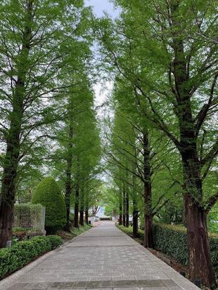 山手イタリア山庭園 メタセコイアの並木道