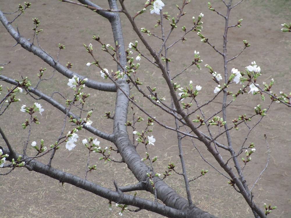 イタリア山庭園桜開花情報【2023年３月17日】の写真
