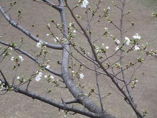 イタリア山庭園桜開花情報【2023年3月17日】