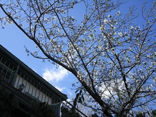 イタリア山庭園桜開花情報【2023年3月20日】