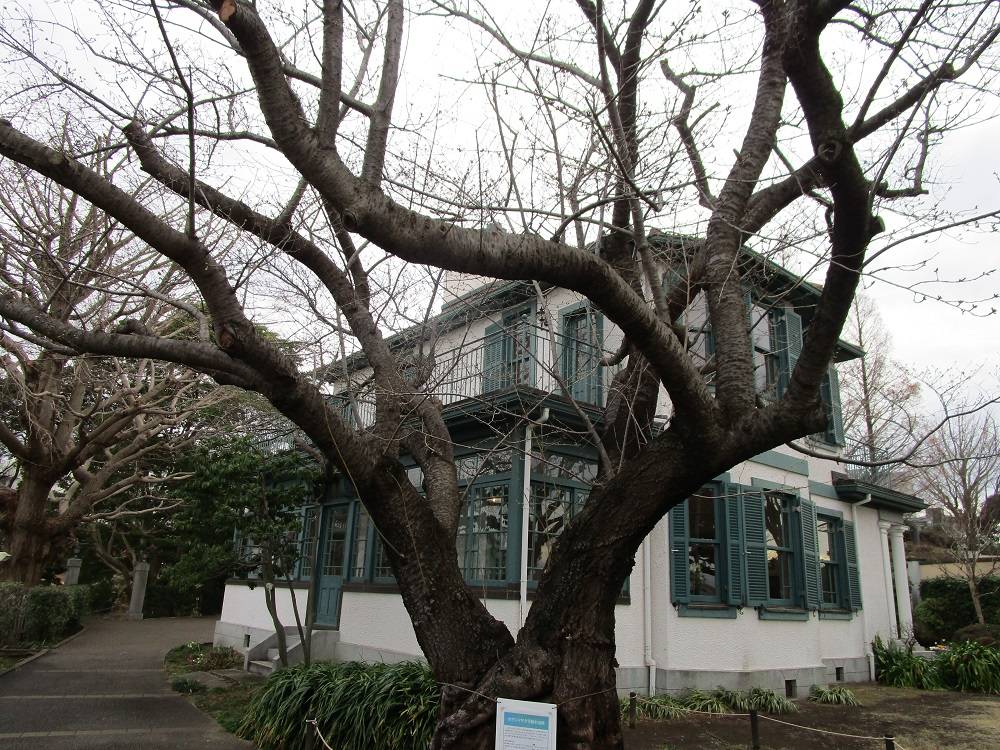 桜開花情報【2023年3月13日】の写真