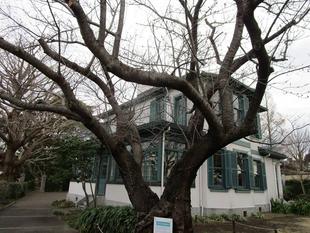 桜開花情報【2023年3月13日】