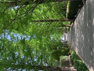 今朝の山手イタリア山庭園の様2023年4月14日