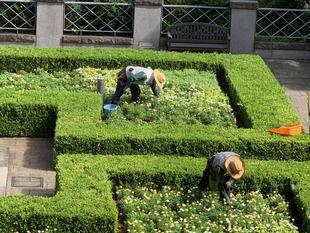 イタリア山庭園【庭園内の維持と美化のために頑張る園地職員】