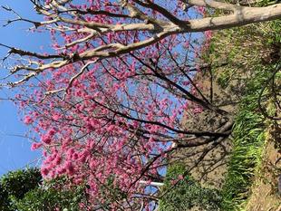 山手イタリア山庭園 桜開花情報【2024年3月30日】