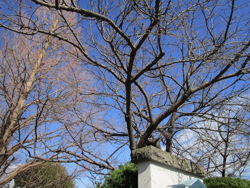 山手イタリア山庭園 桜開花情報【2024年3月1日】の写真