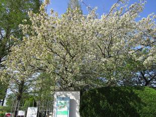 山手イタリア山庭園 桜開花情報【2024年4月13日】