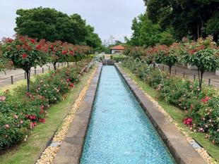 山手イタリア山庭園 【花便りバラ編part2】2024年5月20日