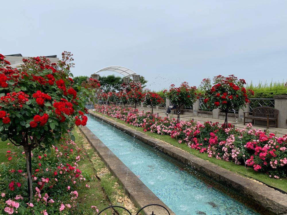 【花便りバラ編part3】2024年5月24日の写真