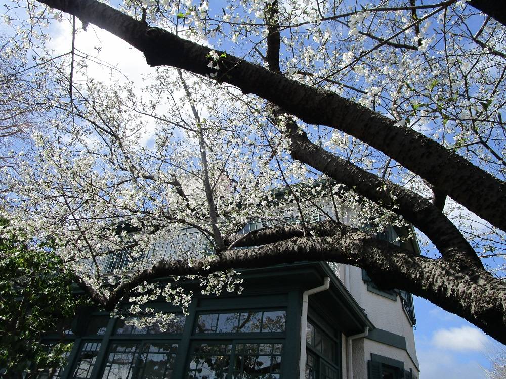 山手イタリア山庭園　桜開花情報　【2025年3月28日】の写真