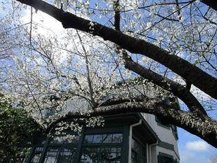 山手イタリア山庭園 桜開花情報 【2025年3月28日】