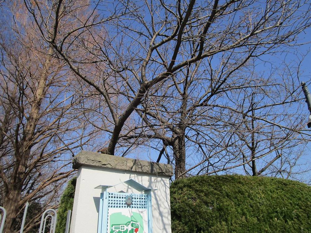 山手イタリア山庭園 桜開花情報【2025年3月3日】の写真