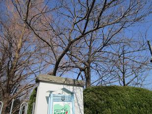 山手イタリア山庭園 桜開花情報【2025年3月3日】