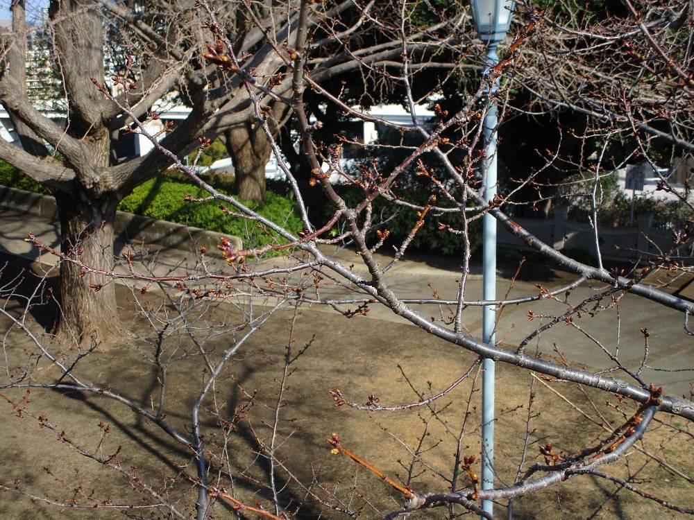 山手イタリア山庭園　桜開花情報【2025年3月17日】の写真