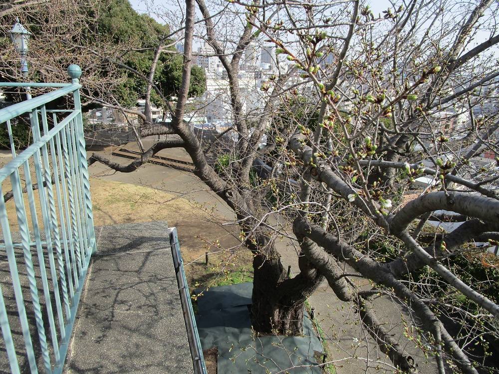 山手イタリア山庭園 桜開花情報【2025年3月25日】の写真