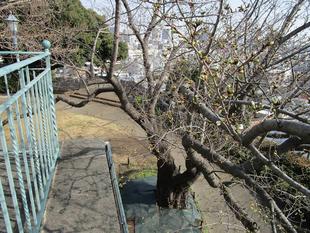 山手イタリア山庭園 桜開花情報【2025年3月25日】