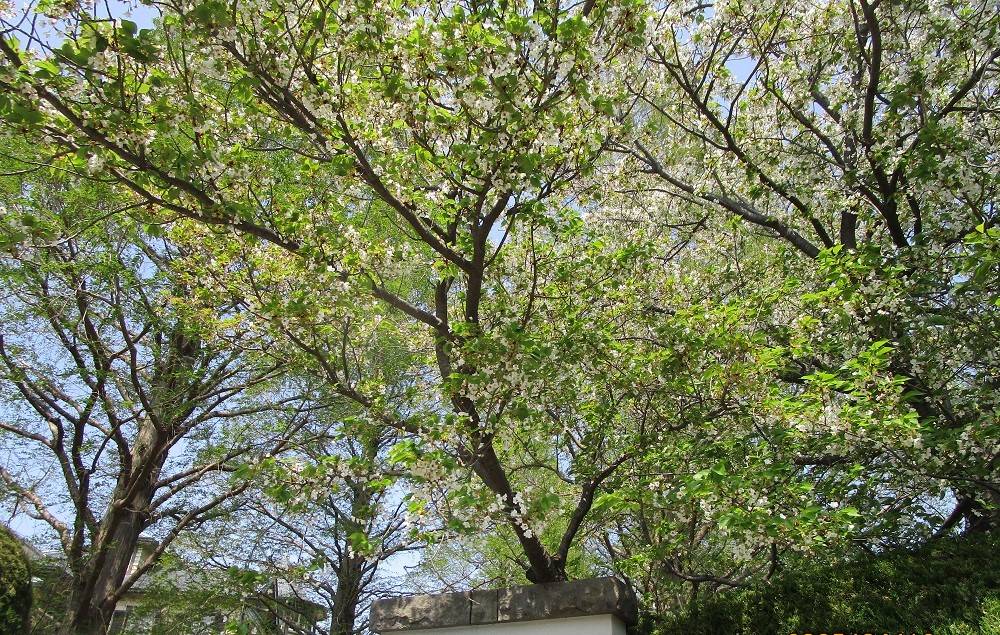 山手イタリア庭園　桜開花情報【2025年４月12日】の写真